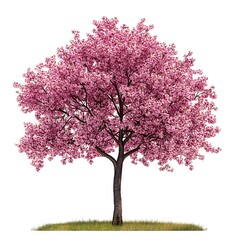 Obraz premium cherry tree with blossoms isolated on white background