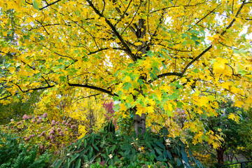 Fall color, yellow leaves of a Chinese Tulip Tree, Liriodendron Chinense, in an autumn garden, leaves falling on plants and lawn, as a nature background
