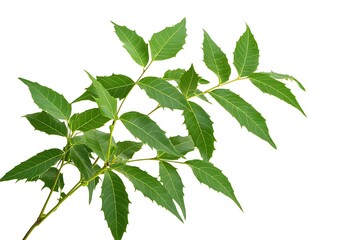 neem tree with small leaves isolated on white background