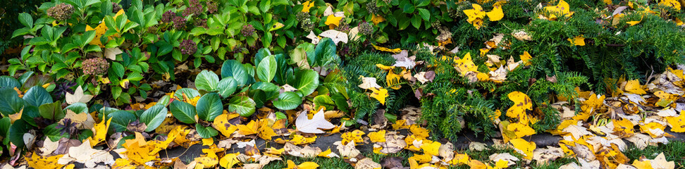 Fall color, yellow leaves of a Chinese Tulip Tree, Liriodendron Chinense, in an autumn garden, leaves falling on plants and lawn, as a nature background
