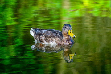 池を泳ぐマガモ