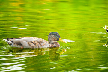 池を泳ぐマガモ