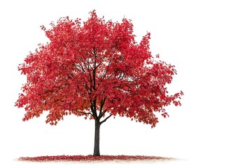Obraz premium red maple tree with red autumn leaves isolated on white background