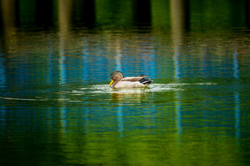 池を泳ぐマガモ