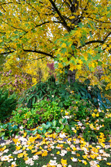 Fall color, yellow leaves of a Chinese Tulip Tree, Liriodendron Chinense, in an autumn garden, leaves falling on plants and lawn, as a nature background
