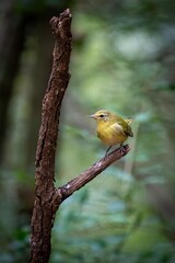 Tennessee Warbler