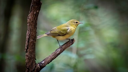 Tennessee Warbler