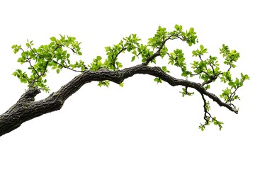 Fototapeta premium fallen oak tree branch with green leaves isolated on white background