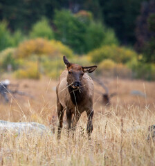 young elk