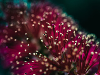 Callistemon flower