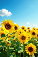 Obraz premium sunflowers in a repeating pattern with bright blue sky, bright blue, landscape
