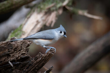 Tufted Titmouse