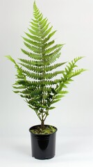 leaf stalk western polypody fern in black pot