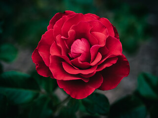 red rose in the garden