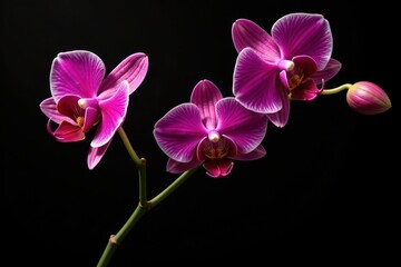 Naklejka premium Exotic orchid stems arranged in a loose, organic shape on a black background, dark, floral