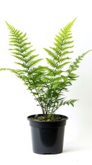 leaf stalk western polypody fern in black pot