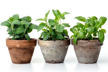 Fototapeta premium Fresh herbs growing in small pots
