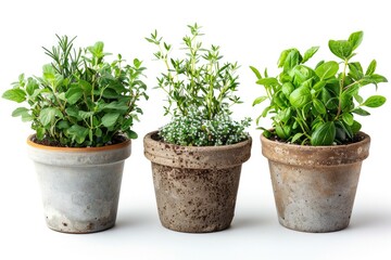 Fototapeta premium Fresh herbs growing in small pots