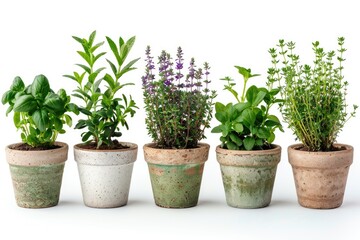 Obraz premium Fresh herbs growing in small pots