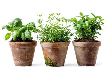 Fototapeta premium Fresh herbs growing in small pots