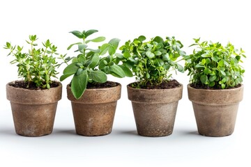 Fototapeta premium Fresh herbs growing in small pots