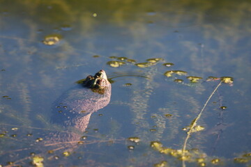 Snapping turtle in the water