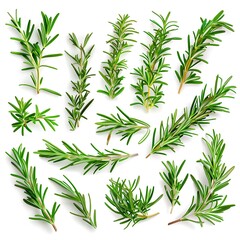 Fototapeta premium Rosemary isolated on white background. Top view. Flat lay.