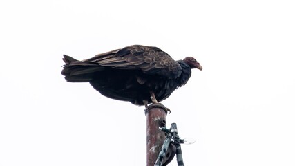 Turkey Vulture