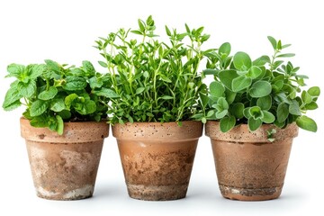 Obraz premium Fresh herbs growing in small pots