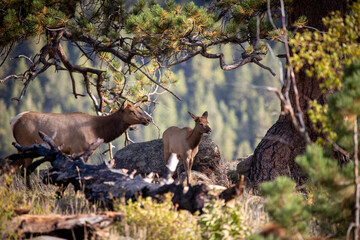elk family