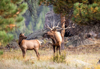 elk family