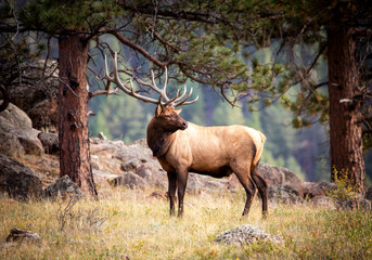 Large Bull elk posing