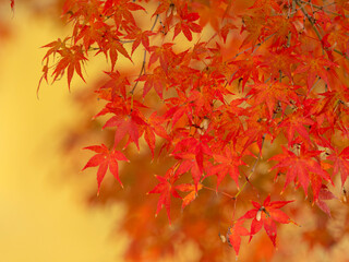 奈良公園大仏池の鮮やかな紅葉