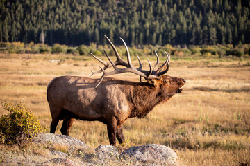 Large bull elk bugling