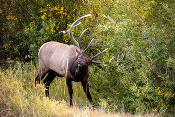 Large bull elk rubbing