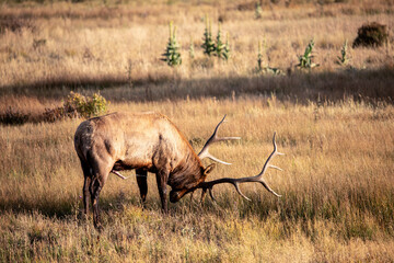 Large Bull Elk Rutting
