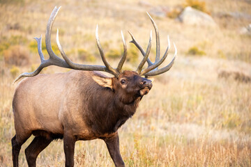 Large bull elk bugling