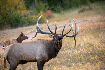 Large Bull Elk Bugling