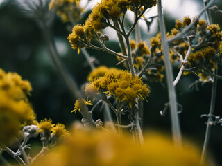 Yellow flowers in the garden