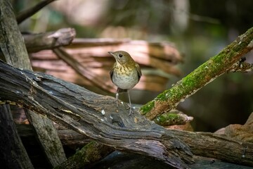 Veery