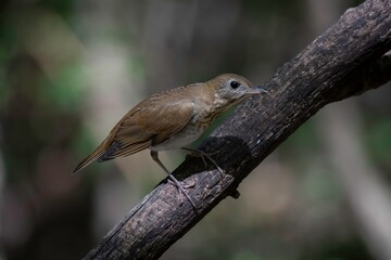 Veery
