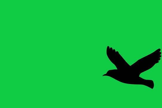 Birds flying across Green Screen Background 3D render, black crow