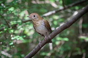 Veery