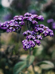 Close up of a purple flower