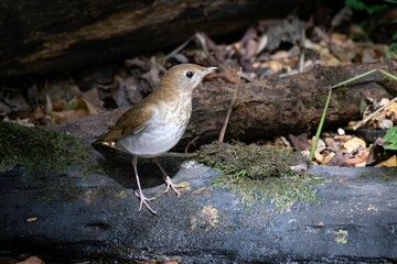 Veery