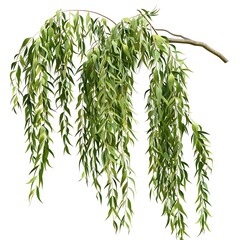 weeping willow tree isolated on white background