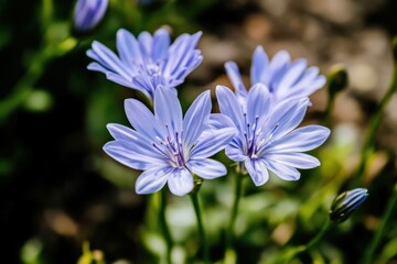 Fototapeta premium 青紫の花々が咲く春の公園での穏やかな日差しの中で