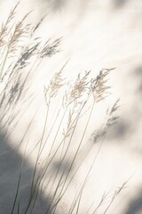 Obraz premium Serene Beach Grass and Shadow Abstract Minimalist Nature Photography with Soft Light and Textured Sand Background.