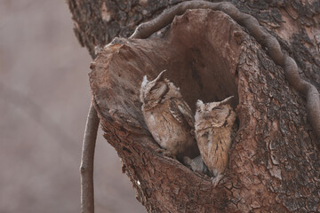ハート型の室にいるフクロウのペアアップ