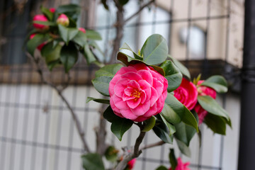 Beautiful camellia flower on tree